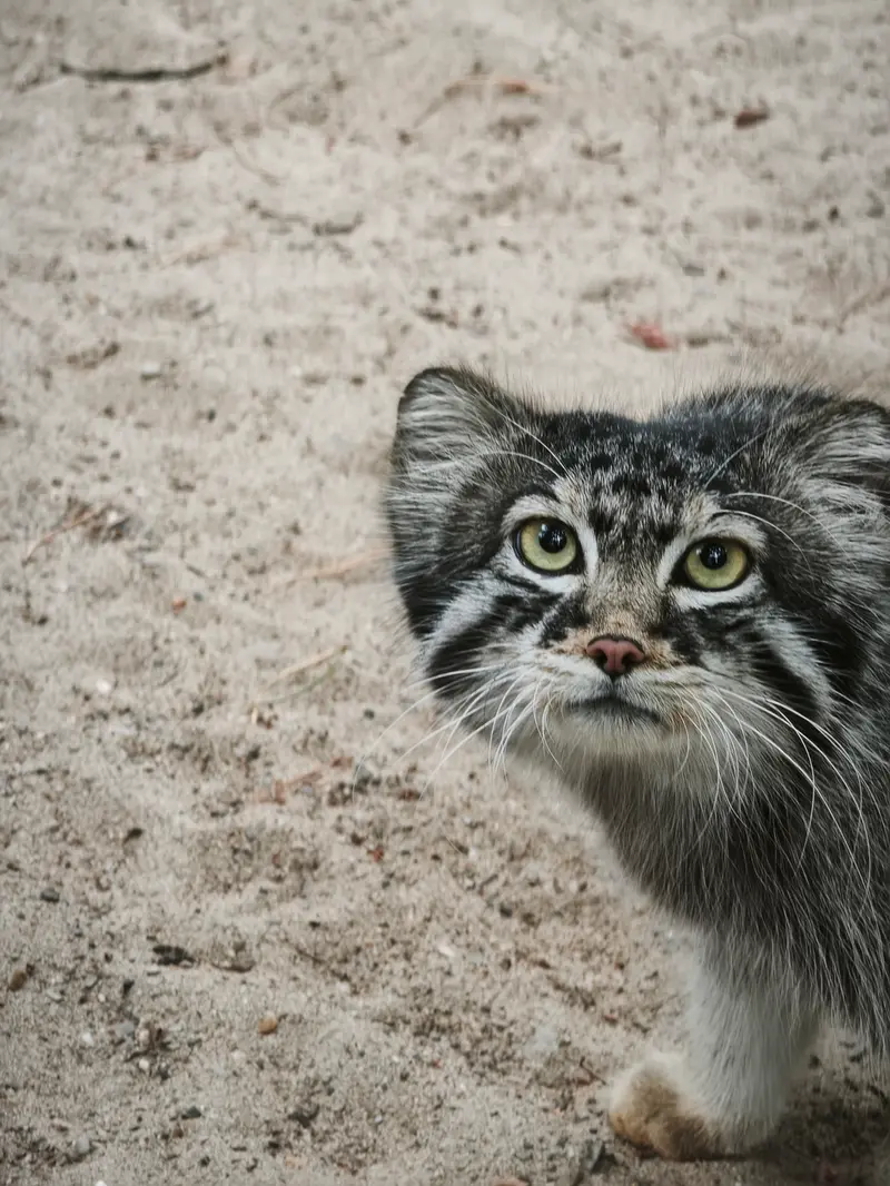 ノヴォシビルスク動物園のシルヴェスターの写真