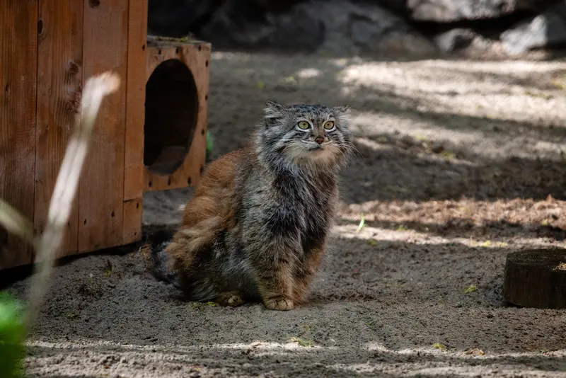 ノヴォシビルスク動物園のスネジャナの写真