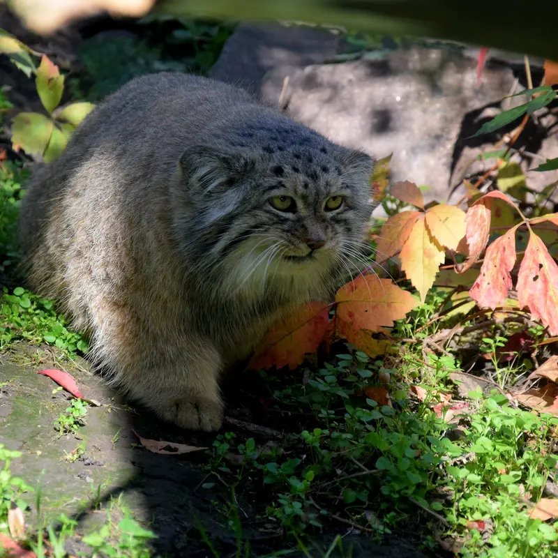ブダペスト動物園＆植物園のボフスの写真