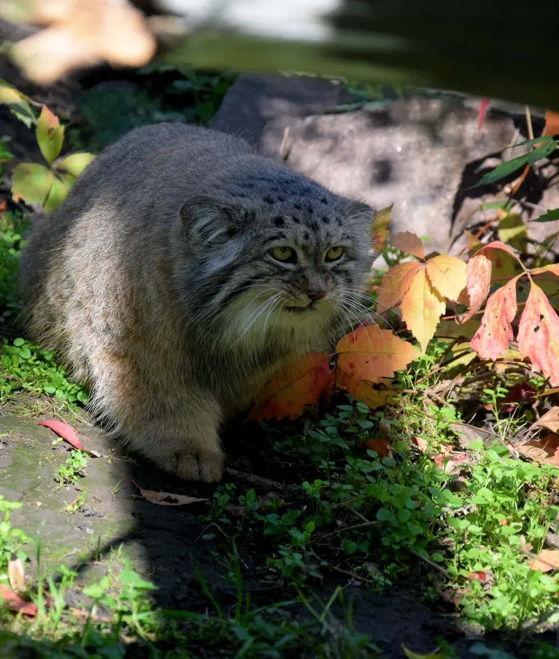ブダペスト動物園＆植物園のボフスの写真