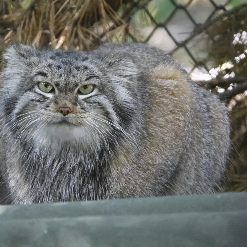 ノヴォシビルスク動物園のスネジンカの写真