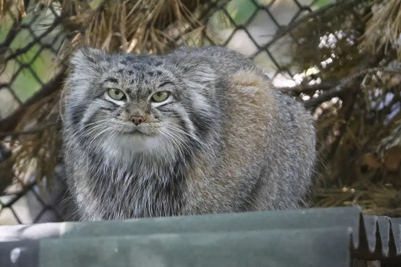 ノヴォシビルスク動物園のイヴの写真