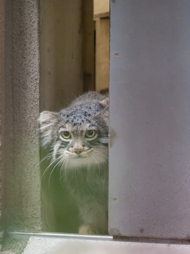 野毛山動物園のフィーガの写真