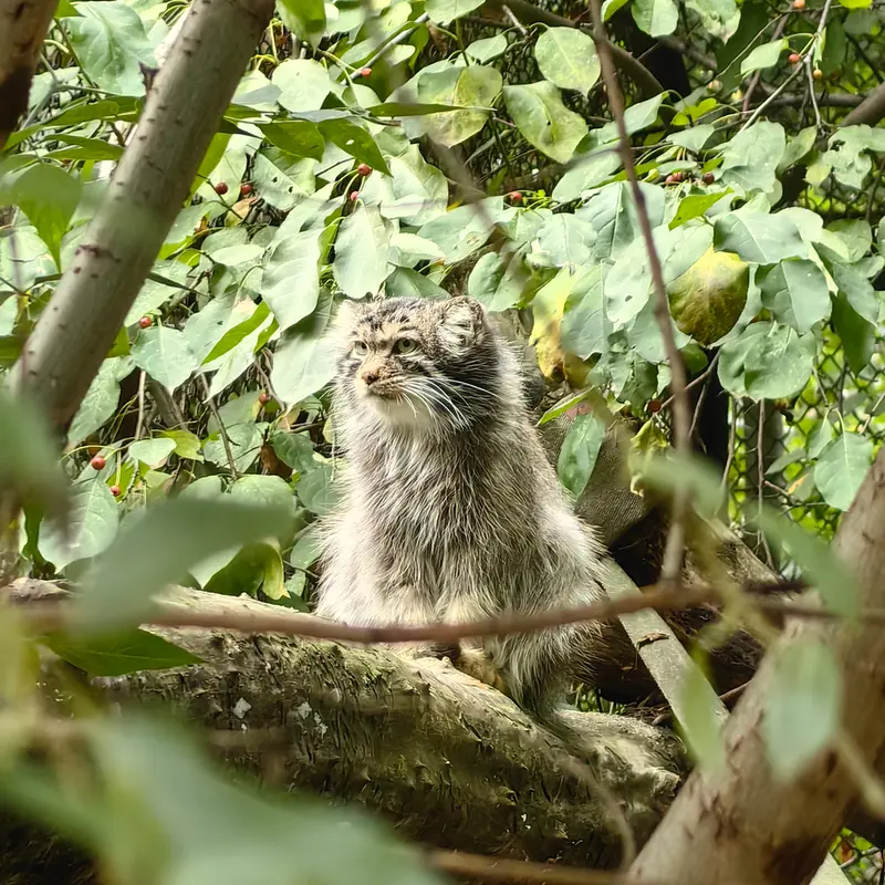 ノヴォシビルスク動物園のアチの写真
