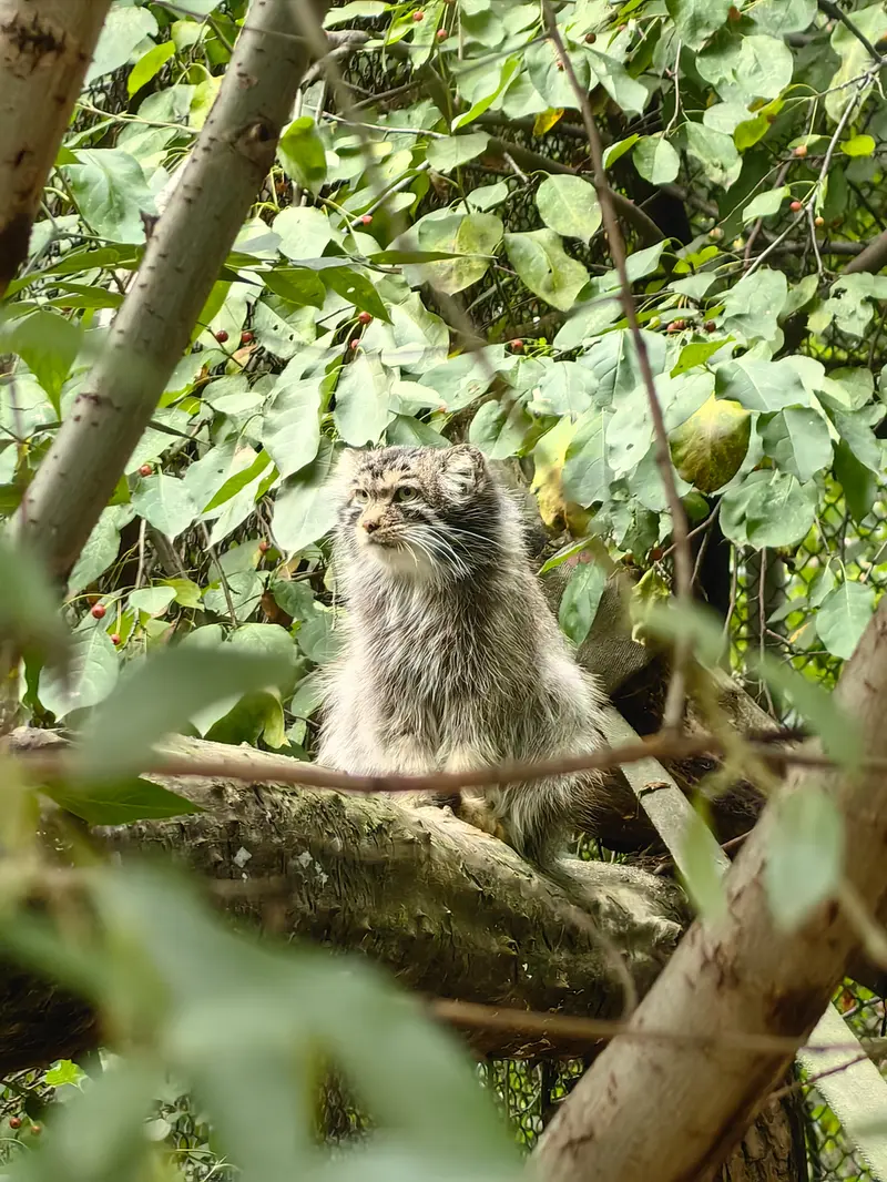ノヴォシビルスク動物園のアチの写真