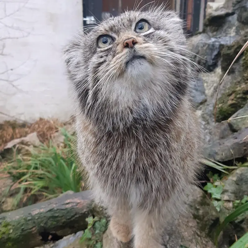 リール動物園のヴォラースの写真
