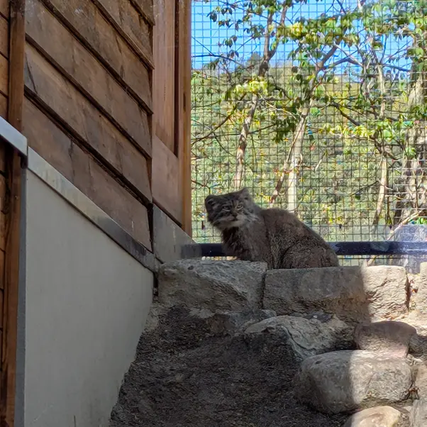 グダニスク動物園のマヌエルの写真