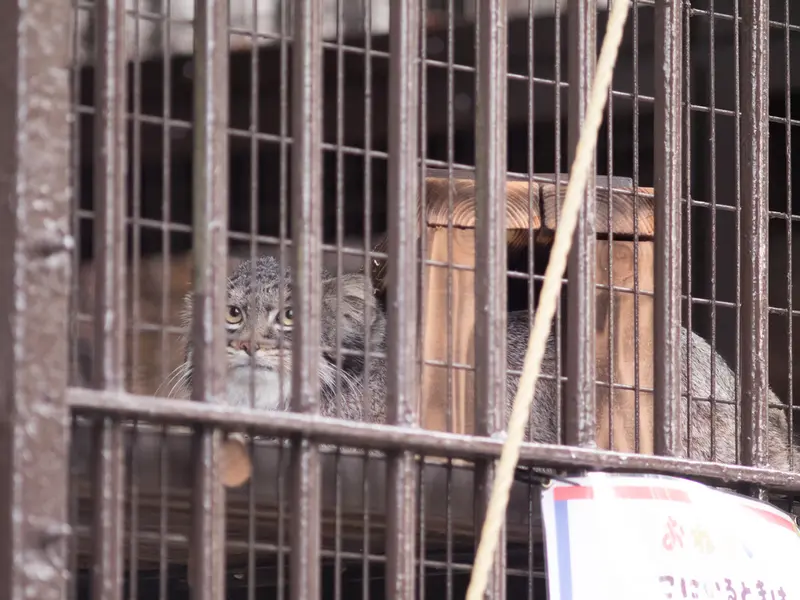 野毛山動物園のフィーガの写真