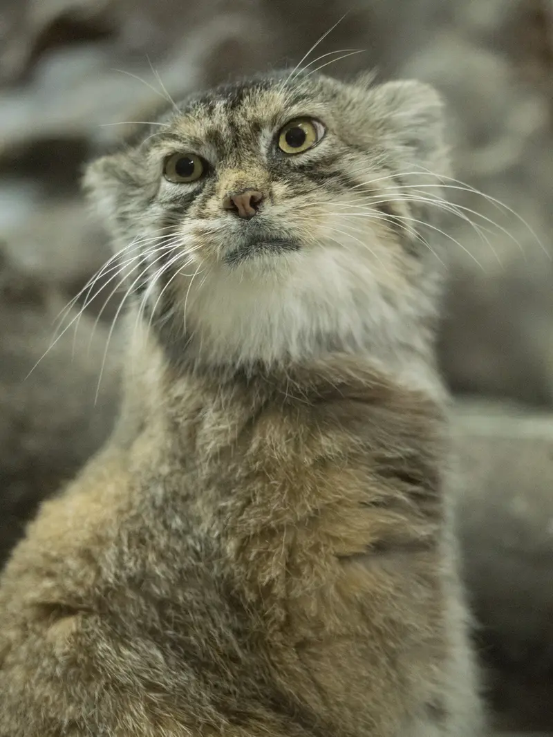 恩賜上野動物園のプリームラの写真
