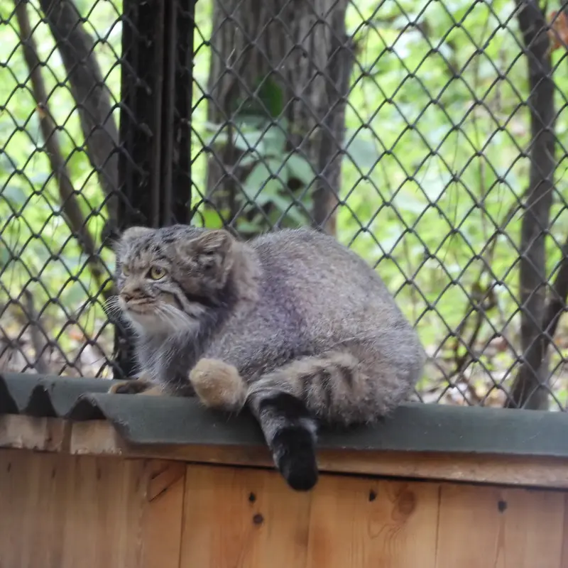ノヴォシビルスク動物園のマヌルネコの写真