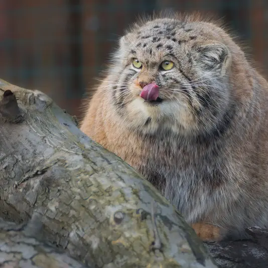 ヴロツワフ動物園のナザルの写真