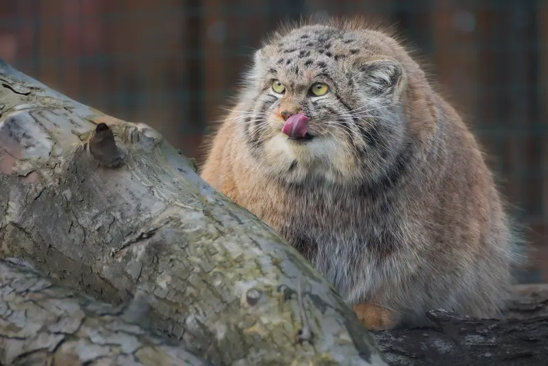 ヴロツワフ動物園のナザルの写真