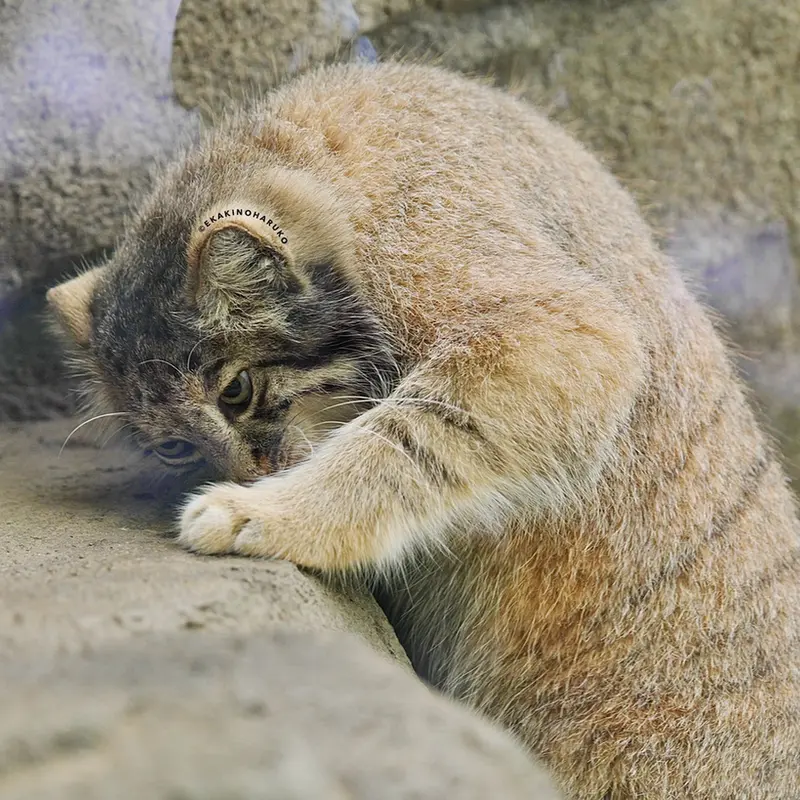 神戸どうぶつ王国のアズの写真
