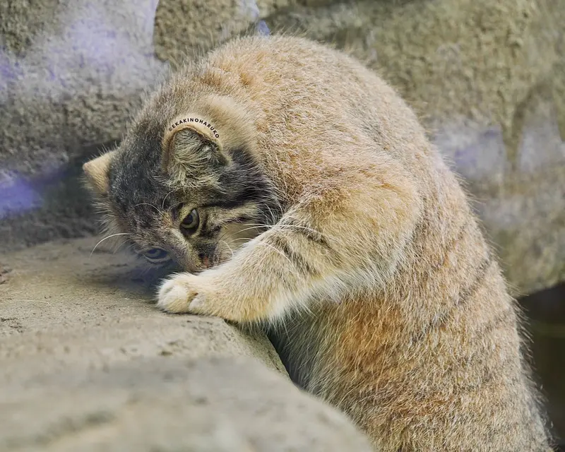 神戸どうぶつ王国のアズの写真