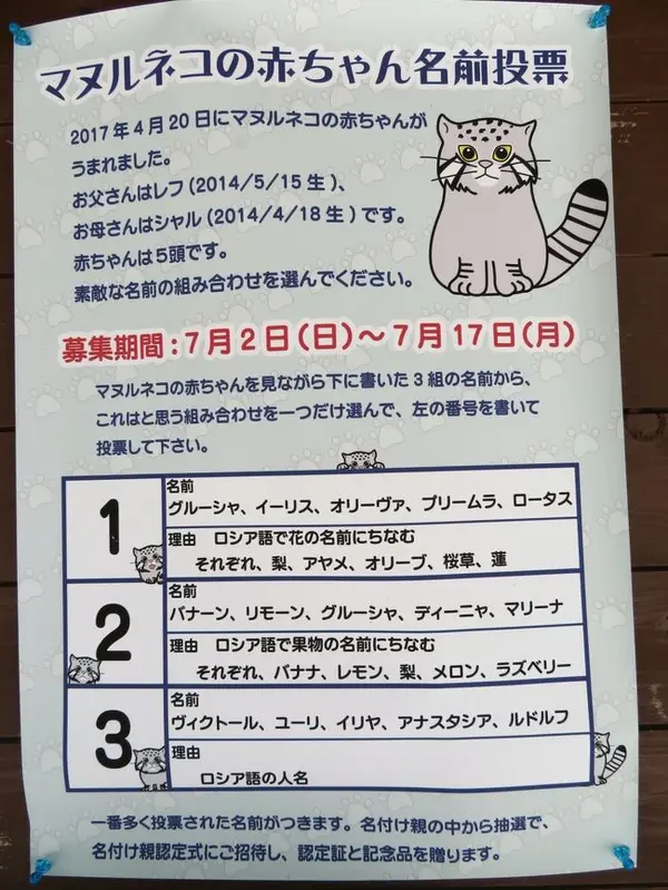 埼玉県こども動物自然公園のマヌルネコの写真