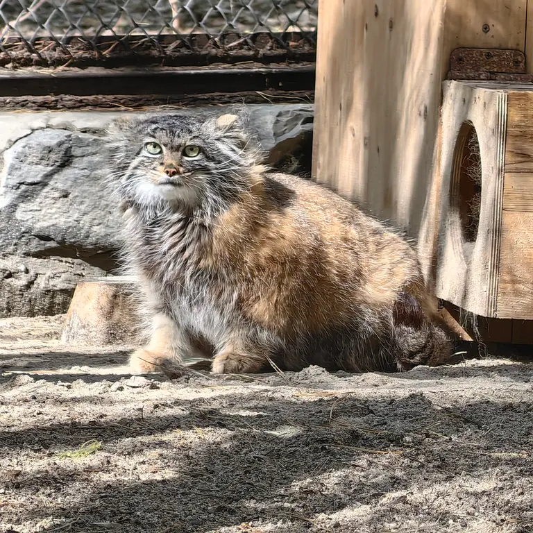 ノヴォシビルスク動物園のアデルの写真