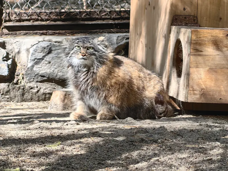 ノヴォシビルスク動物園のアデルの写真