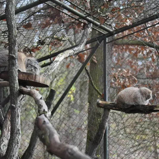 ブルノ動物園のローザの写真