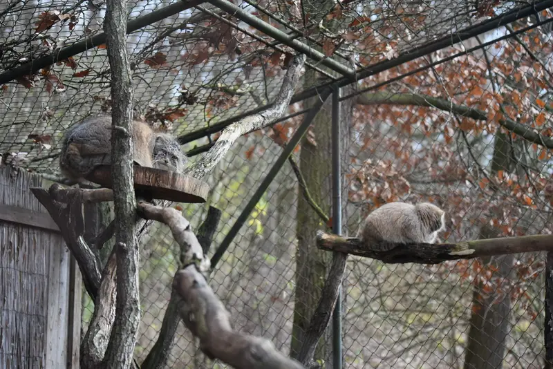 ブルノ動物園のローザの写真