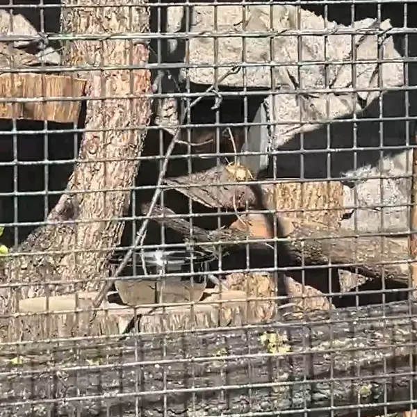 レニングラード動物園のマヌルネコの写真