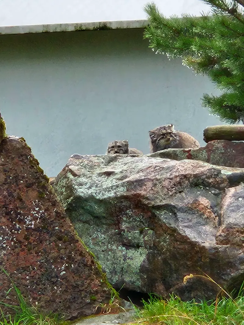 コルケアサーリ動物園のミミとサイミの写真
