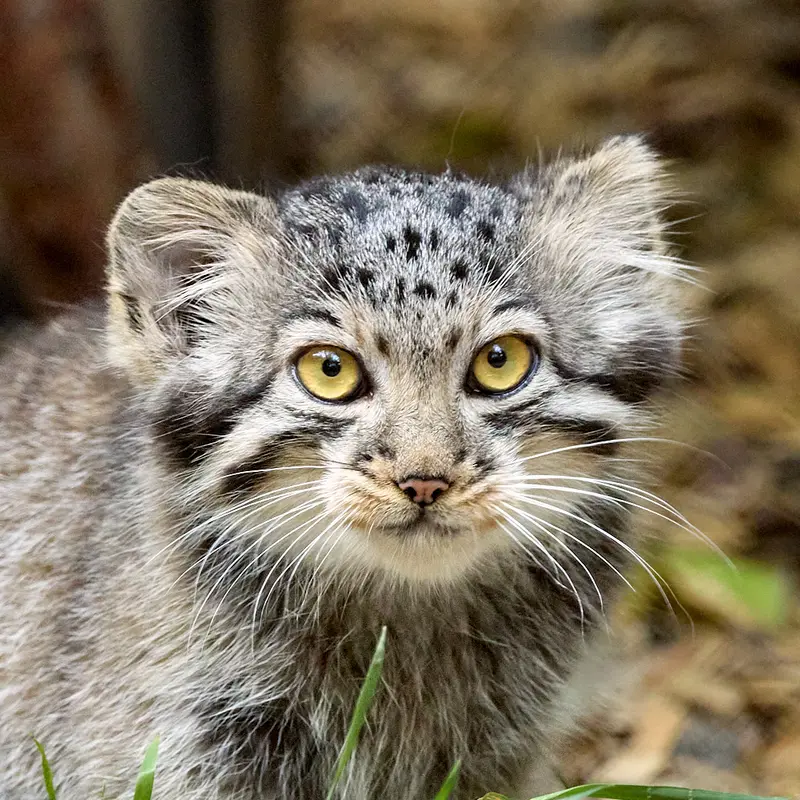 ノヴォシビルスク動物園のマヌルネコのイヴの子（2026年生まれ）Ⅱ