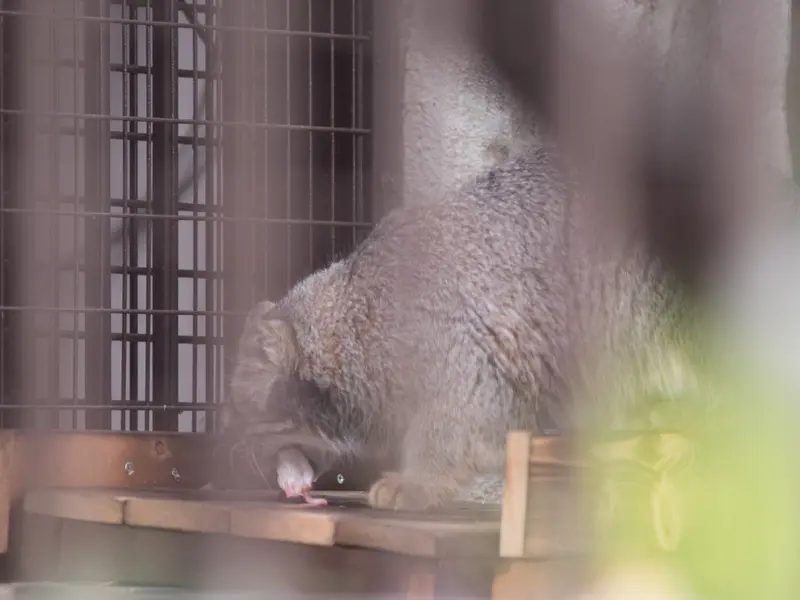 野毛山動物園のフィーガの写真