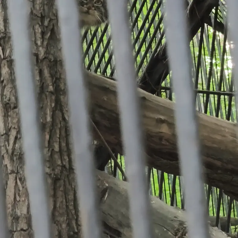 ノヴォシビルスク動物園のマヌルネコの写真