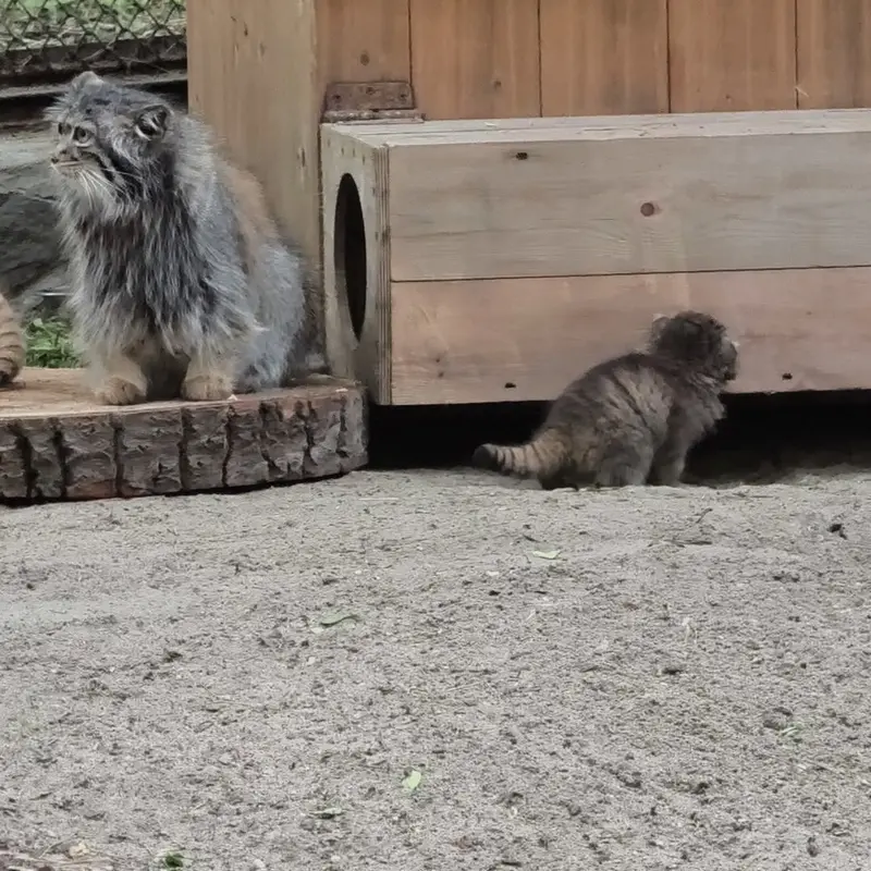 ノヴォシビルスク動物園のマヌルネコの写真