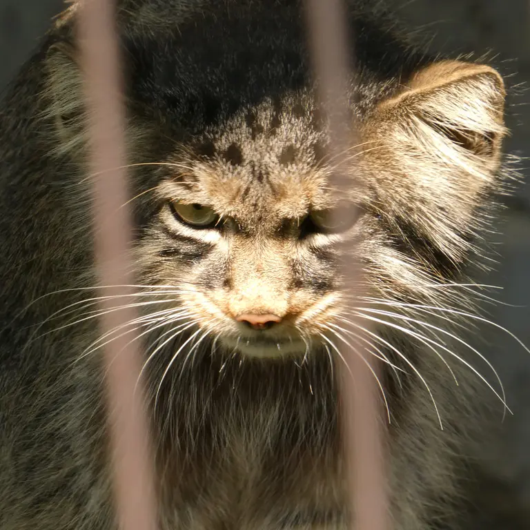 旭山動物園のヒデの写真