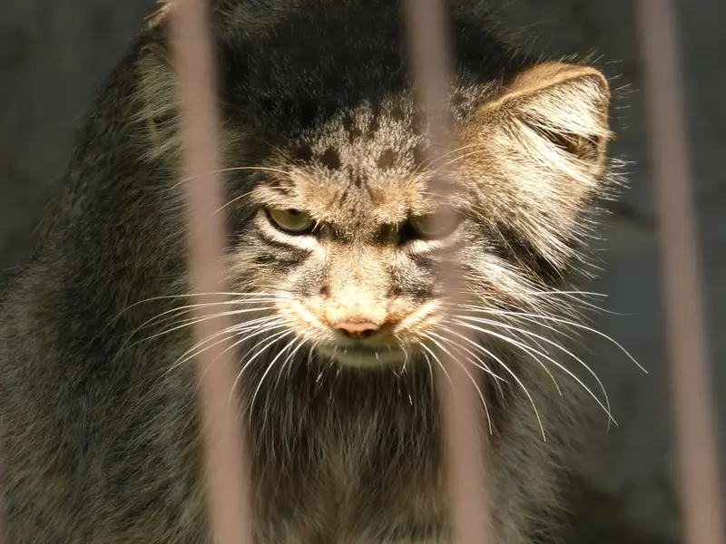 旭山動物園のヒデの写真