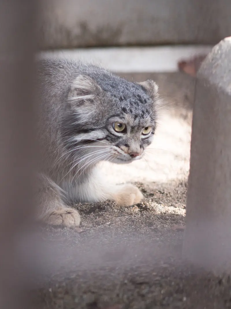 野毛山動物園のフィーガの写真