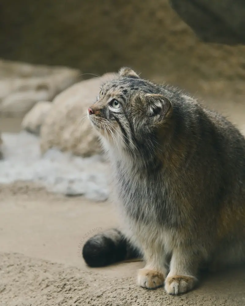 神戸どうぶつ王国のアズの写真