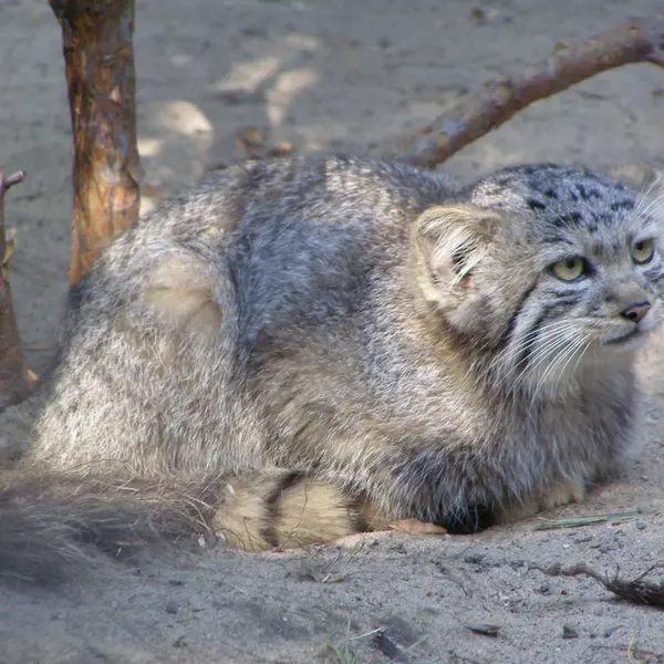 ノヴォシビルスク動物園のマヌルネコの写真