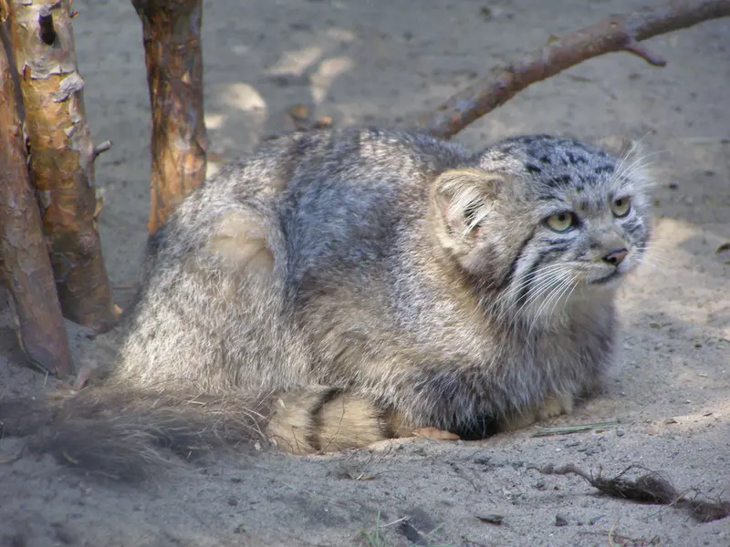 ノヴォシビルスク動物園のマヌルネコの写真