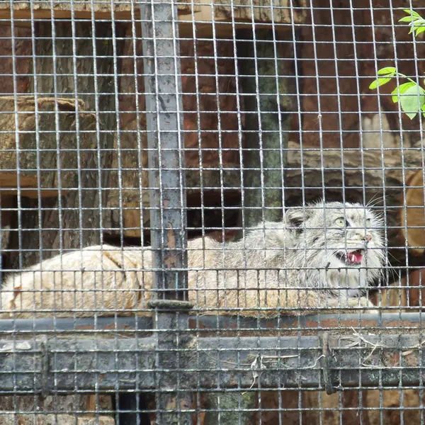 レニングラード動物園のシューの写真