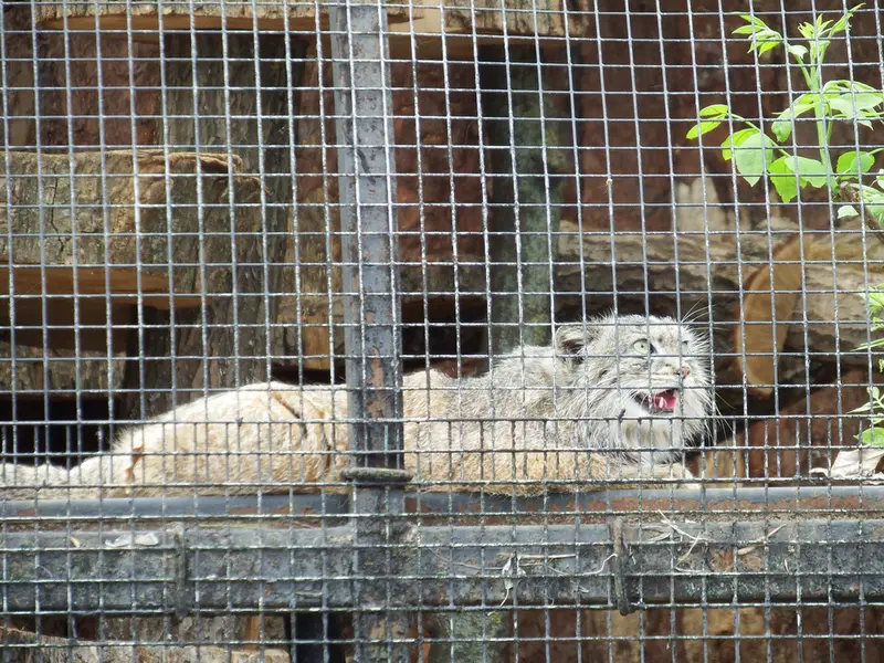 レニングラード動物園のシューの写真