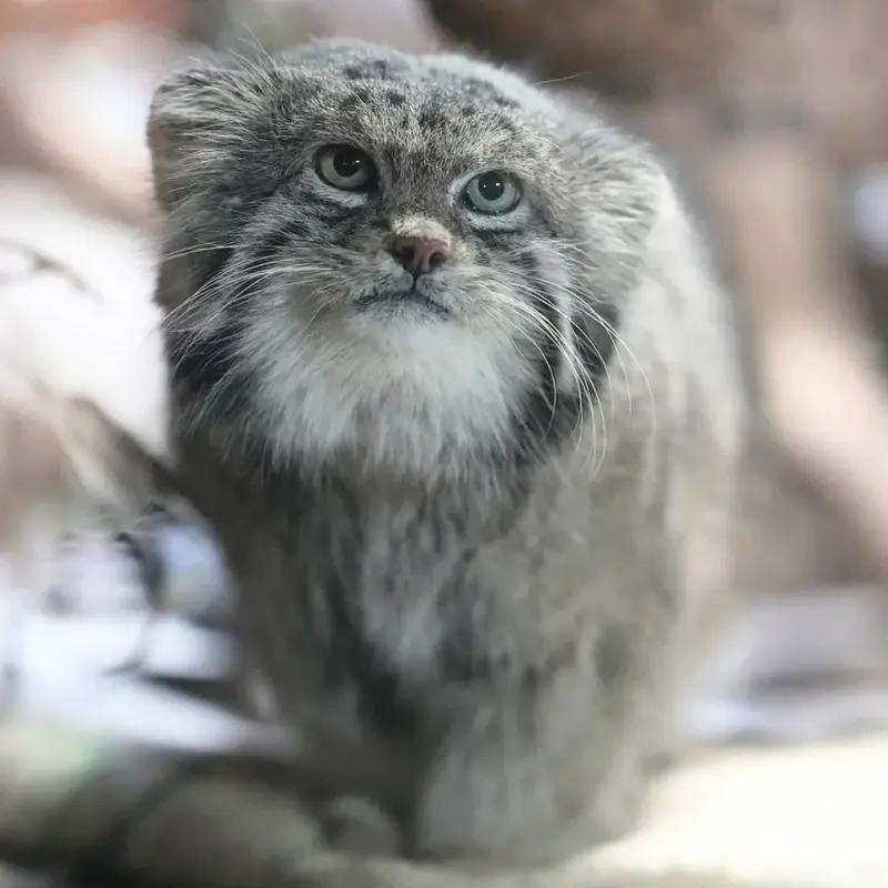 恩賜上野動物園のクリョンの写真