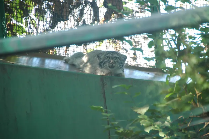 ブダペスト動物園・植物園のルーシーの写真
