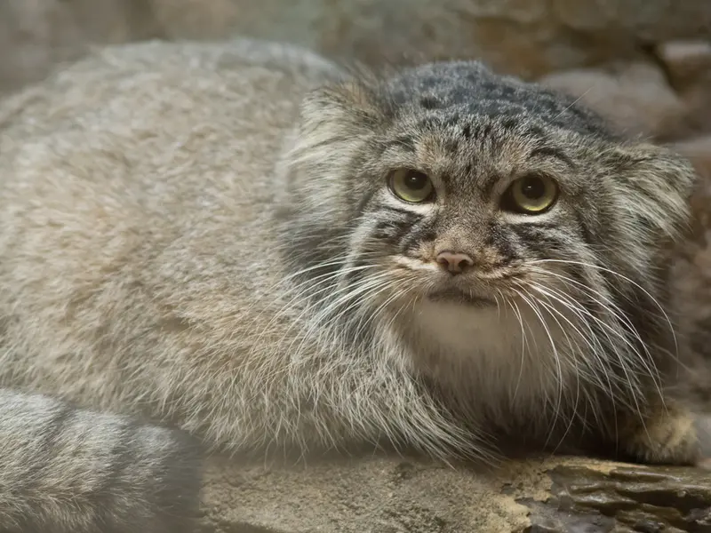 恩賜上野動物園のサフランの写真