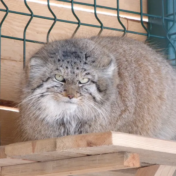 バルナウル動物園「レースナヤ・スカースカ」のペペの写真