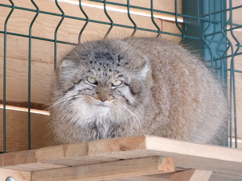 バルナウル動物園「レースナヤ・スカースカ」のペペの写真