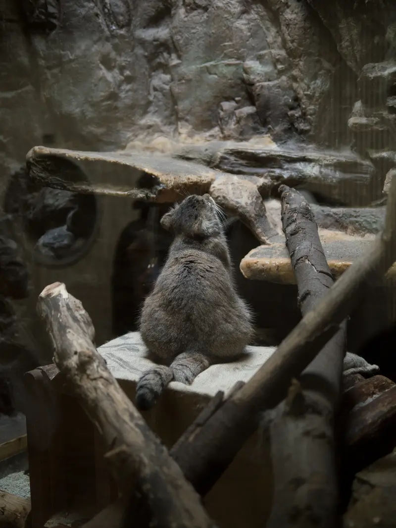 恩賜上野動物園のプリームラの写真