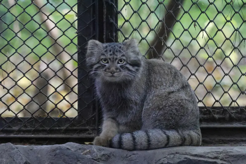 ノヴォシビルスク動物園のマヌルネコの写真