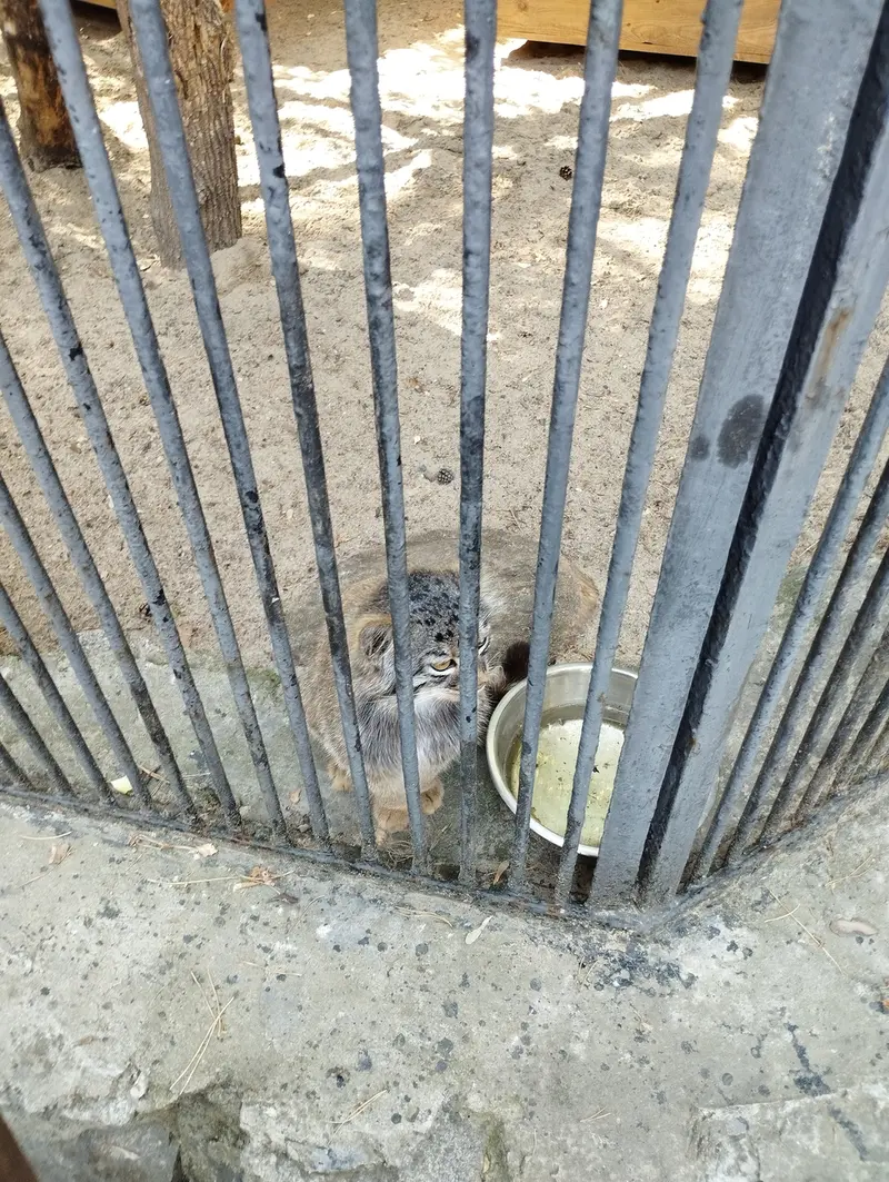 ノヴォシビルスク動物園のマヌルネコの写真