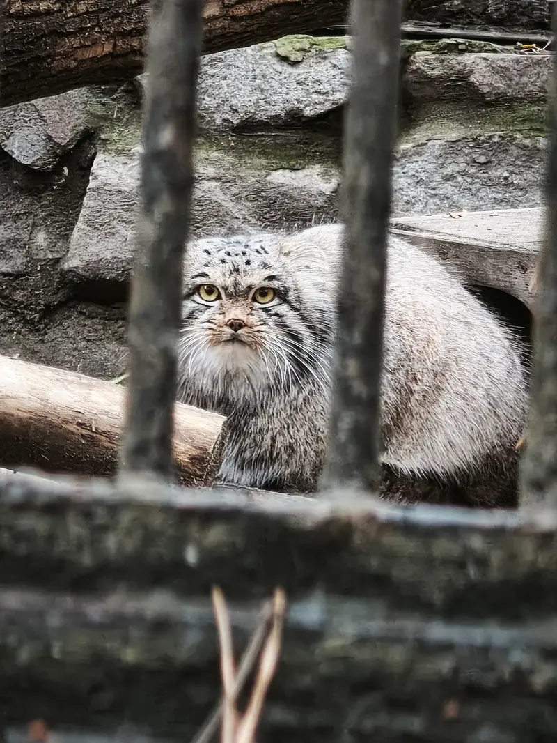 ノヴォシビルスク動物園のメンスの写真
