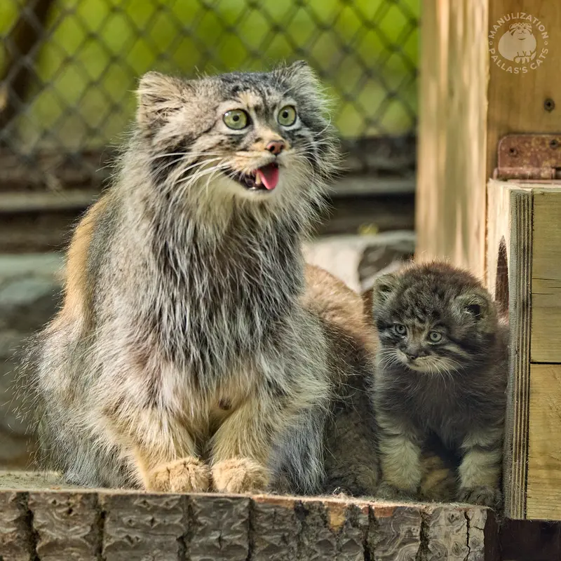 ノヴォシビルスク動物園のアデルとアデルの息子（2026年生まれ）Ⅰの写真