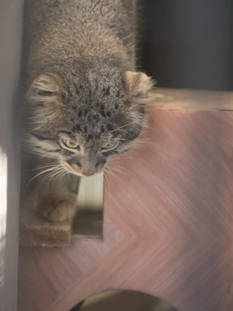 野毛山動物園のフィーガの写真