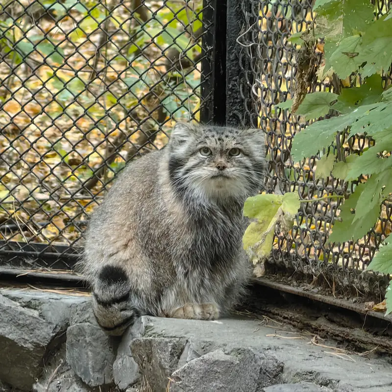 ノヴォシビルスク動物園のラストチカの写真
