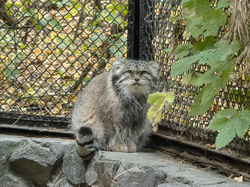 ノヴォシビルスク動物園のラストチカの写真